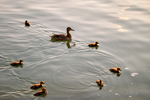 Wild duck family of mother bird and her chicks swimming on lake water at bright sunset. Birdwatching concept.