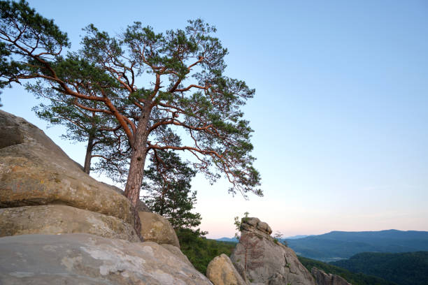 istock Big old pine tree growing on rocky mountain top under blue sky on summer mountain view background 1497071508