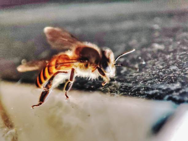 istock Close up view of a beautiful and cute bee 1497072822