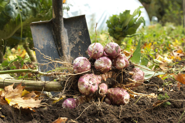 istock Harvesting Jerusalem artichoke from the soil 1497073339