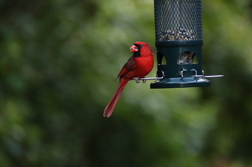 Red male northern cardinal songbird perched on green metal bird feeder.