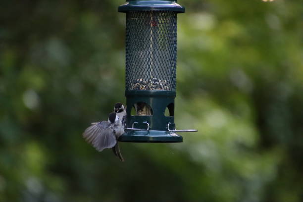 istock Tufted titmouse or crested tit chickadee bird songbird flying around feeder. 1497076084