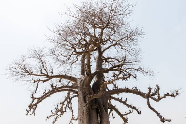 istock Majestic baobab tree against the clear blue sky 1497076380