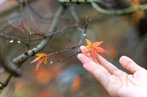 Asian woman enjoy outdoor lifestyle travel nature at Mount Fuji in Japan on autumn holiday vacation. Attractive girl touching red maple tree leaf with sunlight shining passing tree branch in sunny day