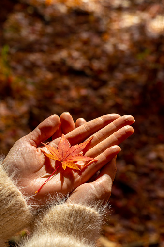 Happy Asian woman relax and enjoy outdoor lifestyle travel Mt.Fuji in Japan on autumn holiday vacation. Attractive girl holding red maple tree leaf on two hands with sunlight shining in autumn season.