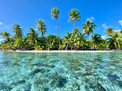 Lagoon, Coral, Palm Trees.