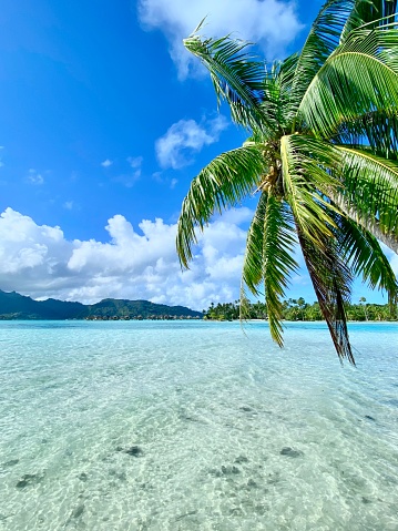 Lagoon, Atolls, Palm Tree.