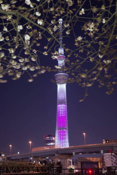 tokyo sky tree and cherry view from asakusa sumida park at night - spring vertical cherry blossom color image imagens e fotografias de stock