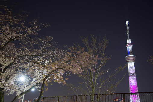 TOKYO,JAPAN - March 28,2015 :tokyo sky tree and cherry view from asakusa sumida park at night