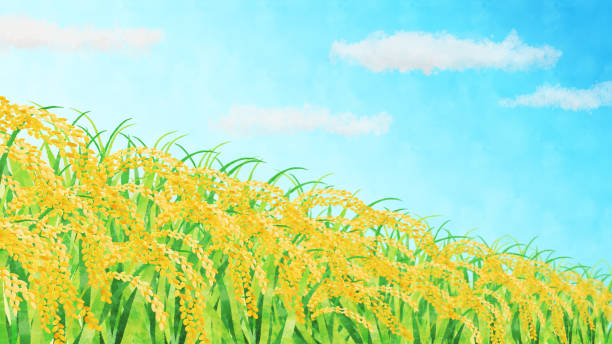 ilustrações, clipart, desenhos animados e ícones de campos de arroz e clipart da paisagem do céu azul - rice white rice backgrounds cereal plant