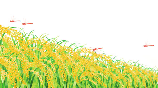 ilustrações, clipart, desenhos animados e ícones de libélulas vermelhas e campos de arroz no fundo branco; clipart dos desenhos animados - rice white rice backgrounds cereal plant