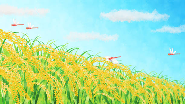 ilustrações, clipart, desenhos animados e ícones de campos de arroz e clipart da paisagem do céu azul - rice white rice backgrounds cereal plant