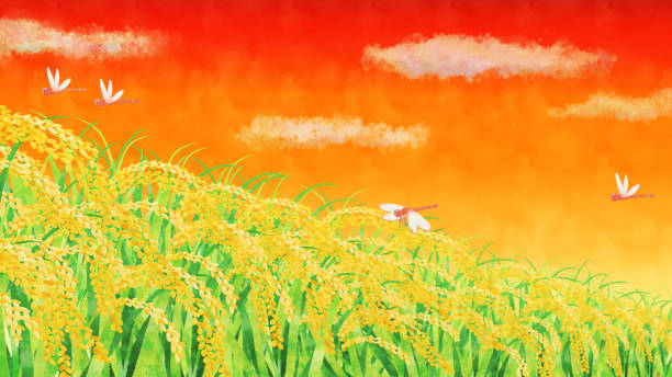ilustrações, clipart, desenhos animados e ícones de campo de arroz dourado e clipart do pôr-do-sol da libélula vermelha - rice white rice backgrounds cereal plant