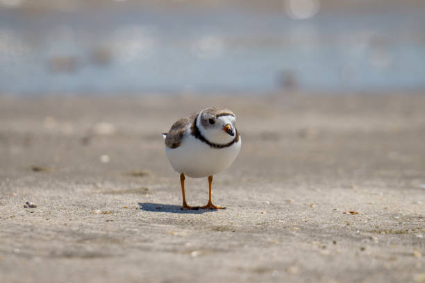 istock Piping Plover With a Bit of Sand 1497078481