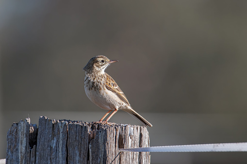 Australian Pipit perched on a fence post