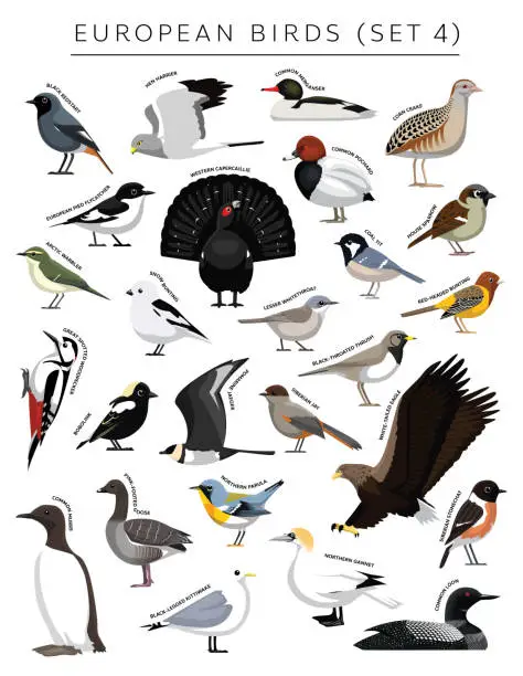 Vector illustration of European Birds Set Cartoon Vector Character 4