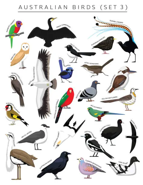 Vector illustration of Australian Birds Set Cartoon Vector Character 3