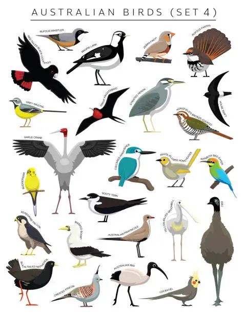 Vector illustration of Australian Birds Set Cartoon Vector Character 4