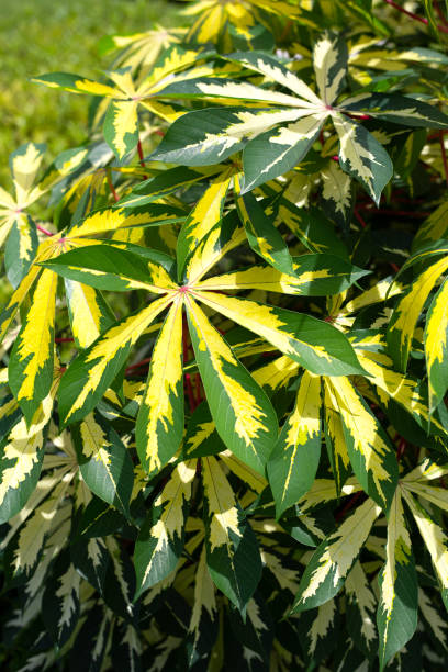 istock Cassava plant (Manihot esculenta). Green and yellow leaves 1497080530