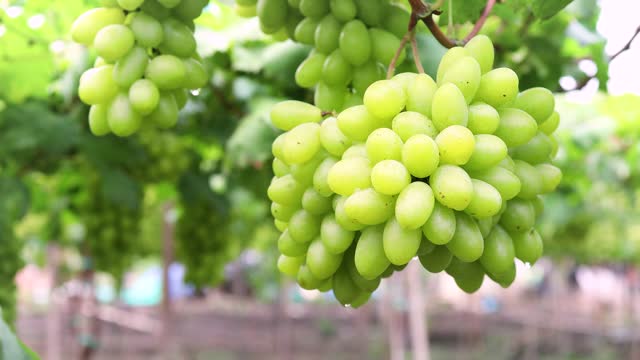 Bunch of ripe green grapes.