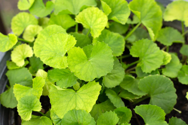 istock Gotu Kola plant growing in a pot 1497083207