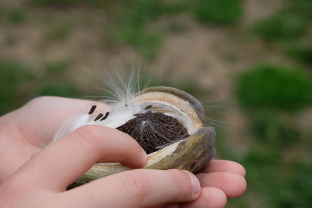 istock Seed pod of milkweed vine in child's hands. 1497085904