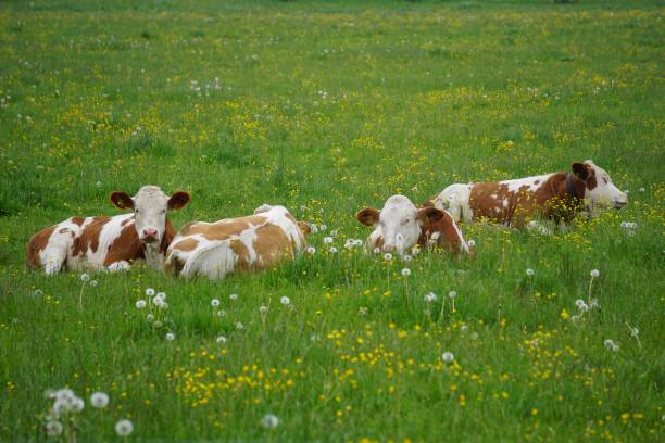 istock White-brown cows graze on a green meadow in Upper Bavaria. German cows in a green meadow. Cows are grazing grass. Cows graze. 1497087520