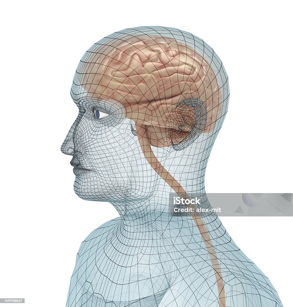 Человеческий мозг и тело проволоки модели - Стоковые фото Анатомия роялти-фри