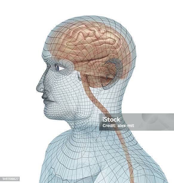Человеческий Мозг И Тело Проволоки Модели — стоковые фотографии и другие картинки Анатомия - Анатомия, Без людей, Вертикальный