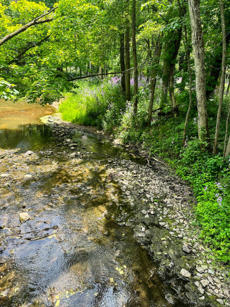 istock Small rocky creek through forest with purple flowers 1497088984