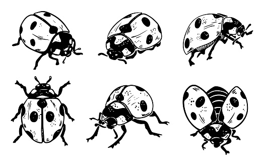 Sketch style six ladybug set illustration black lineart isolated on white background. Vector illustration of lady bug beetle collection doodle style