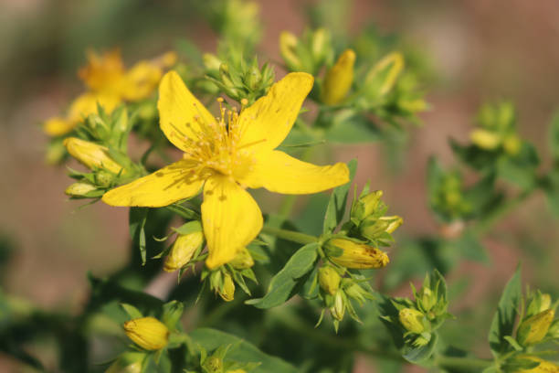 istock Close-up of St. John's wort yellow flowers. Hypericum perforatum 1497093352