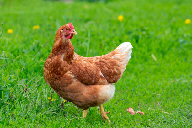 istock A red-haired laying hen on the loose in a grassy field 1497094094