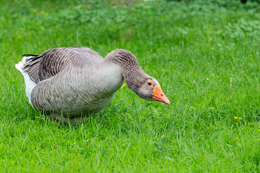 Greylag goose running on the shore of a lake photographed as a close-up