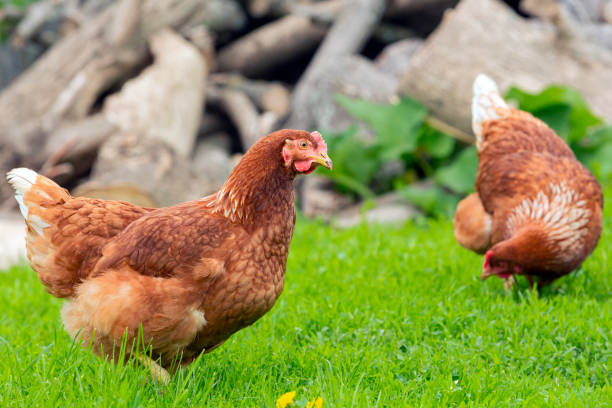 istock Red laying hens walk around the village. 1497094231