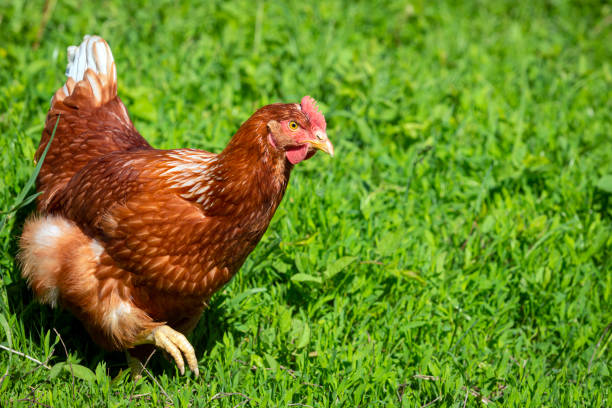 The chicken (Gallus domesticus) is a domesticated bird, with attributes of wild species such as the red and grey junglefowl[1] that are originally from Southeastern Asia.