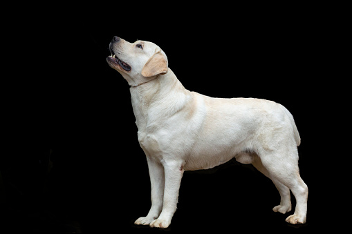 The Labrador Retriever or simply Labrador, is a British breed of retriever gun dog. It was developed in the United Kingdom from fishing dogs imported from the colony of Newfoundland