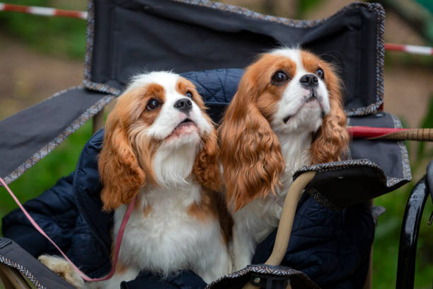 istock Cavalier King Charles Spaniel dogs are sitting 1497094383