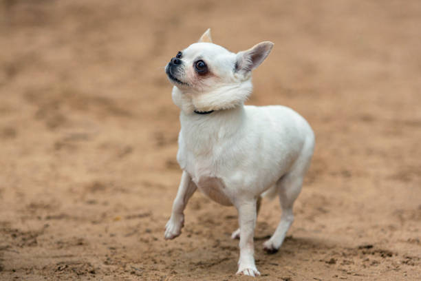 istock Funny little chihuahua dog playing 1497094580