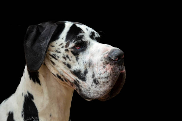 dog gazing up