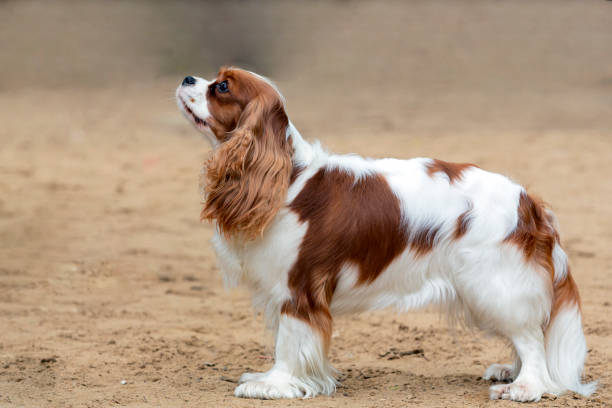 istock Cavalier King Charles Spaniel stands in a rack on a sandy field 1497095498
