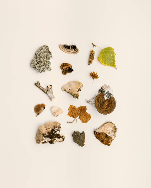 istock Autumn nature flatlay pattern with polypore mushrooms,  branches tree, yellow leaves, moss, bark. Minimal aesthetic still life from wild plants of fall forest, biology and environment concept. 1497095646
