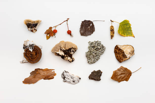 istock Autumn nature flat lay with polypore mushrooms,  branches tree, yellow fallen leaves, moss, bark on white background. Minimal style pattern from wild plants of fall forest. Trend top view 1497095649