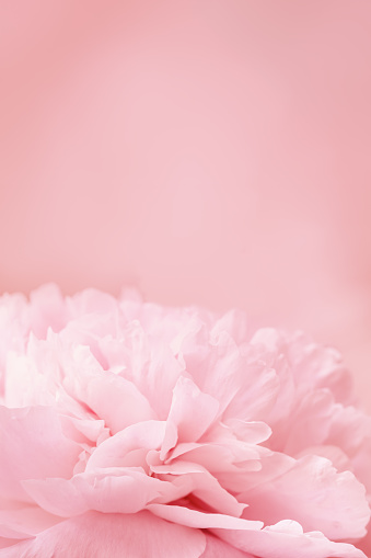 Vivid peony flowers close up nature background, summer festive floral pattern, abstract nature delicate flowery backdrop, botany environment scenery, pastel pink-white blossoming flower, sunlight