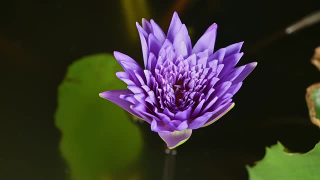 purple water lilies with green leaves blooming in the pond