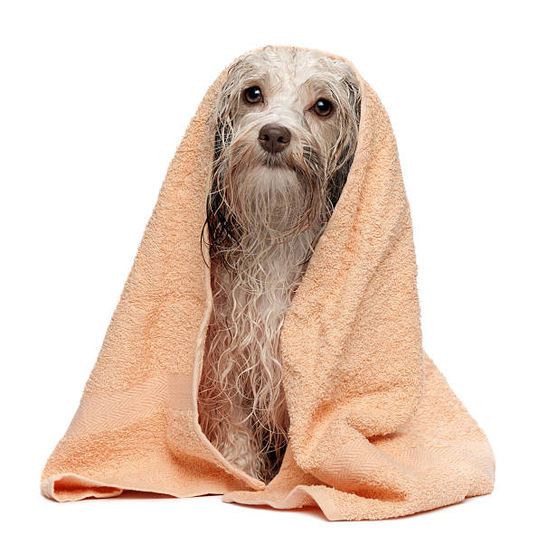 istock Wet chocolate havanese dog after bath 149709750
