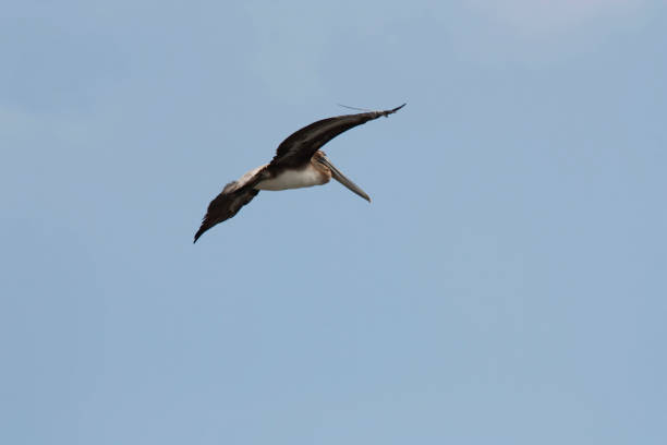 istock Lone Brown Pelican Flying In Blue Sky Wings Spread 1497098377