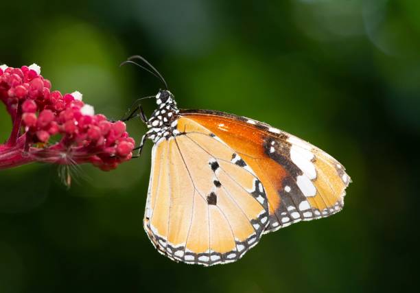 Butterfly drinking juice from flower - animal behavior.