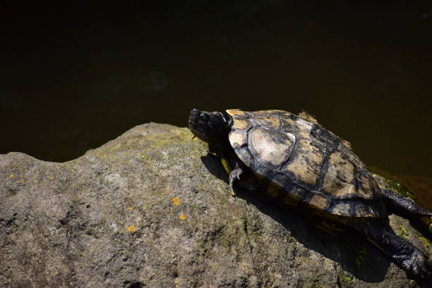 Pond turtle lighting by strong light.\nNot retouching photo.