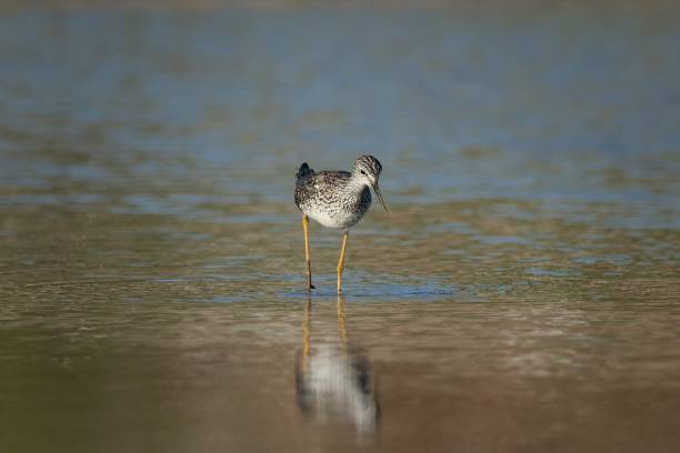 istock Greater Yellowlegs Wading in Water 1497100016